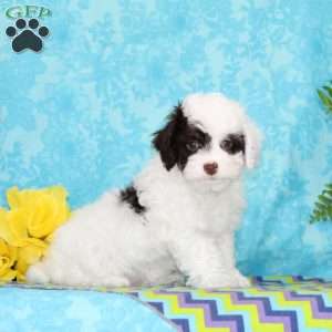 Diamond, Toy Poodle Puppy